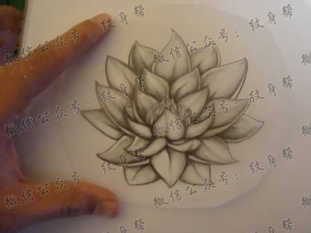 一列15篇莲花cq9电子手稿制图案素材